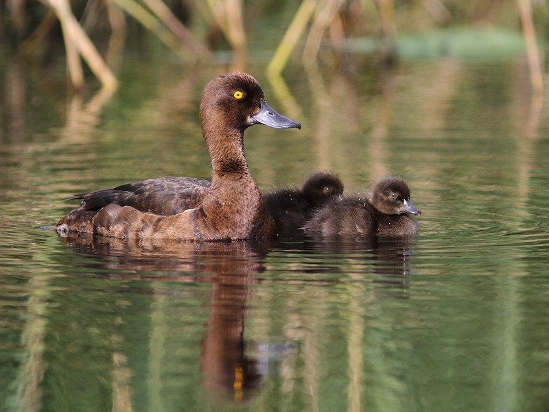 Vogels